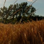 Sommerabendliches Intermezzo