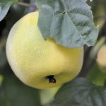 Der goldene Baum von Niarts
