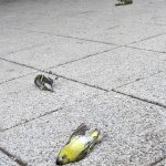 Vogelsterben am KGT