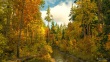 forest14c1_1920