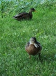 ente1920