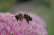 DSC_0060_1920