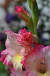 DSC_0065_1920