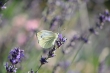 DSC_0146_3_1920