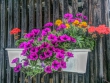 petunia1920