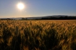 sunnyjunewheat_1920