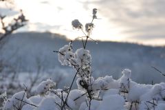 Ancient Winters