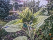 Künftige Sonnenblume