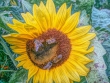 Sonnenblume mit Besucherinnen