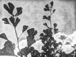 Gingko