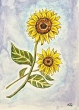 sonnenblumenaquarell