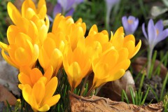 Frühling 2015