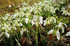 Frühling 2017