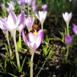 Wilde Krokusse