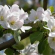 appleblossoms1920