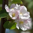 appleblossoms2_1920