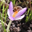 bienchen2019februar_1920