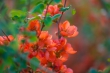 DSC_4407_1920