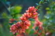 DSC_4414_1920