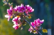 DSC_4420_1920