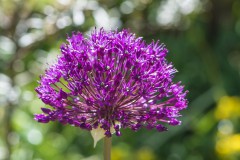 Frühling 2020 Teil 3