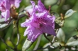 DSC_4633_1920