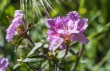 DSC_4634_crop_1920