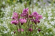 DSC_4677_crop_1920