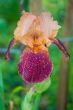 DSC_4689_crop_1920