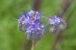DSC_4695_crop_1920