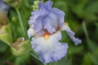 DSC_4701_crop_1920