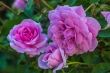 DSC_4722_1920