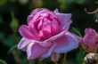 DSC_4725_crop_1920