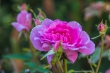 DSC_4726_1920