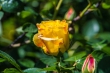 DSC_4730_1920