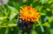 DSC_4740_crop_1920