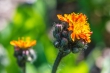 DSC_4742_crop_1920