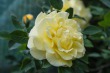 DSC_4763_1920