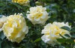 DSC_4764_crop_1920