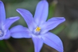 dsc_0071_bluestar