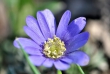 dsc_0106_crop_1024