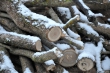 Wacholderzweige im Schnee