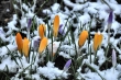 Krokusse im Schnee