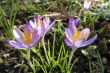 Wilde Krokusse