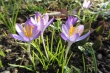 Wilde Krokusse