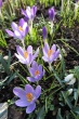Wilde Krokusse
