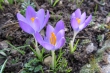 Wilde Krokusse