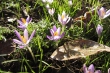 Wilde Krokusse