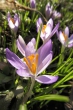 Wilde Krokusse