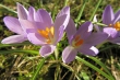 Wilde Krokusse